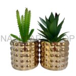 Mini Green Plant | نبات أخضر صغير